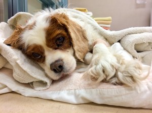 Cavalier King Charles - Mass Removal (4 of 4)