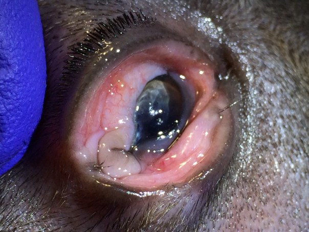 Eye with Distichia and Ectopic Cilia