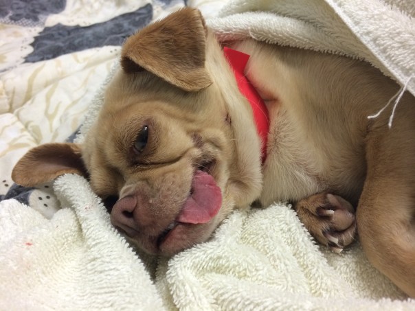 Sandy recovering from surgery on a warm, comfy bed.