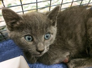 Braveheart arrived at the shelter.