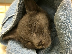 Braveheart recovering from surgery on a warm bed.