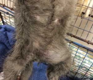 Braveheart's large bulge of a traumatic hernia.