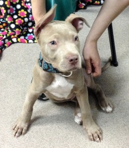 Jonah, healing well from surgery!