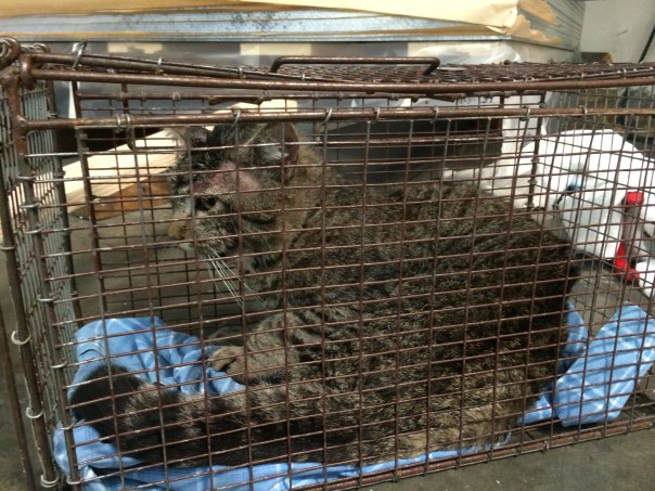 After being freed, the cat is alive and doing well.