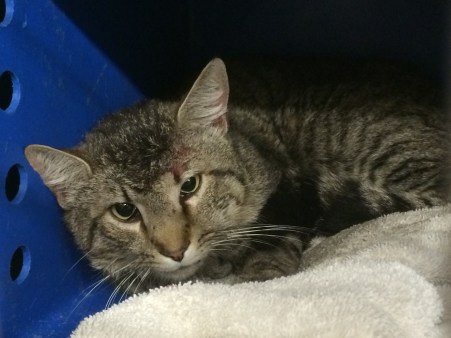 Back at the shelter, resting comfortably under the care of the fantastic SJACC staff.