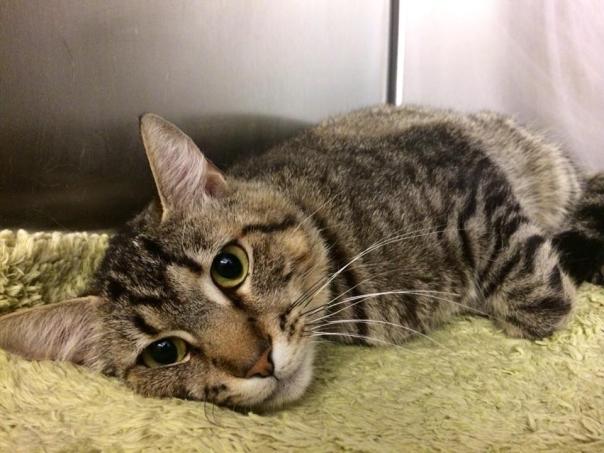 Leon - Cat Rescued After Head Trapped in Tiny Hole in Door