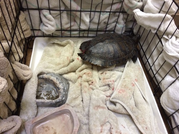 Dry-Docked Turtle with Injured Shell