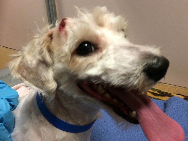 After Mass Removal and Grooming