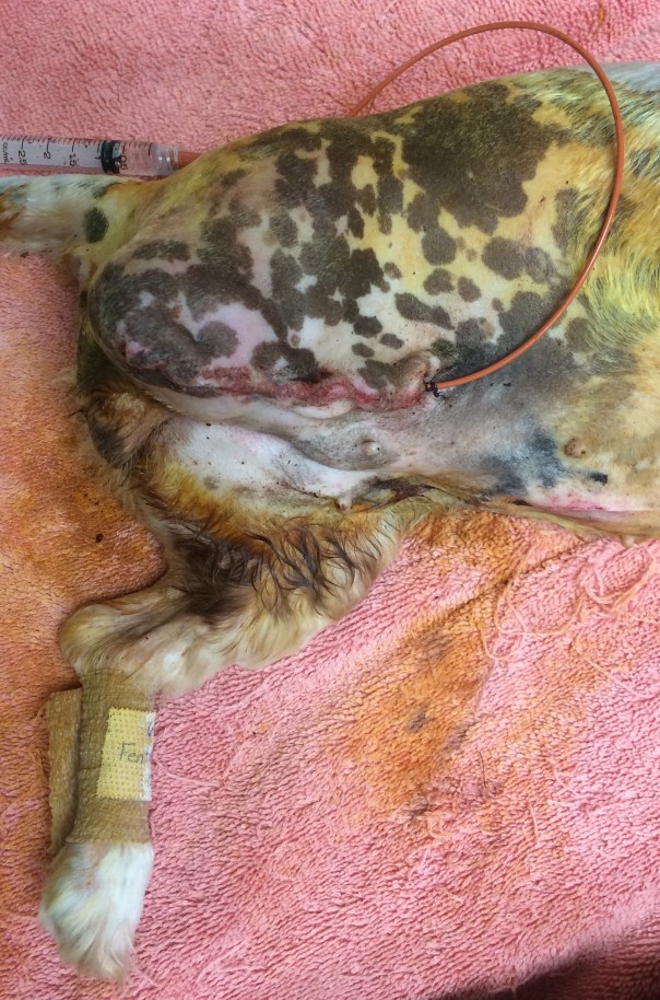 Poodle Mix After Amputation Surgery with a Soaker Catheter in Place to Provide Pain Relief Directly to the Surgery Site