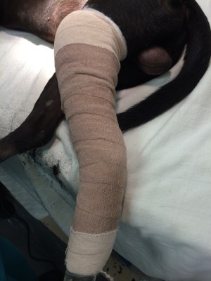 Chance - Injured Leg Bandaged and Splinted