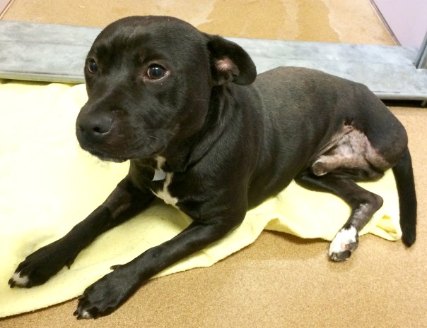 Chance - Healing from Leg Amputation