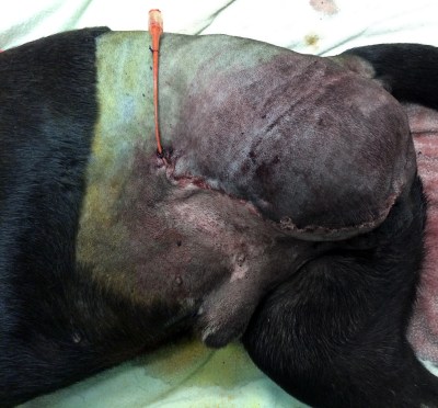 Chance - Post-Op Leg Amputation with Soaker Catheter