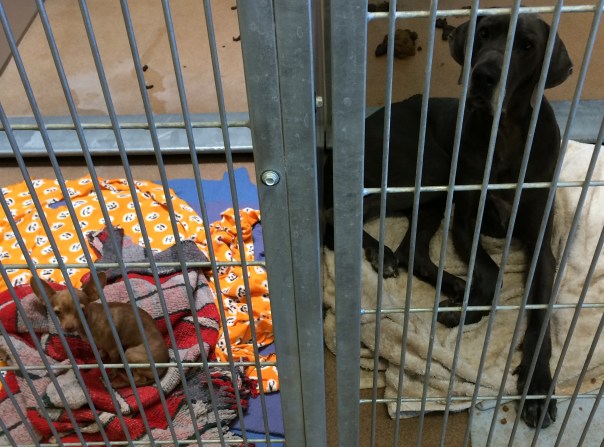 Atticus the Great Dane and his 5-pound Chihuahua Neighbor