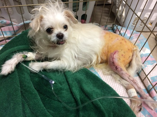 Post-Op Medial Patellar Luxation Repair