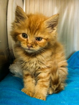 Less than 1-Pound Kitten with URI