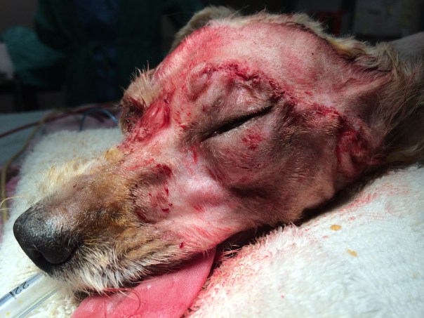Dog with Eye Mass, Trichoblastoma - Immediately After Surgery is Complete