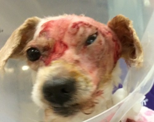 Dog with Eye Mass, Trichoblastoma - Immediately After Waking Up From Surgery