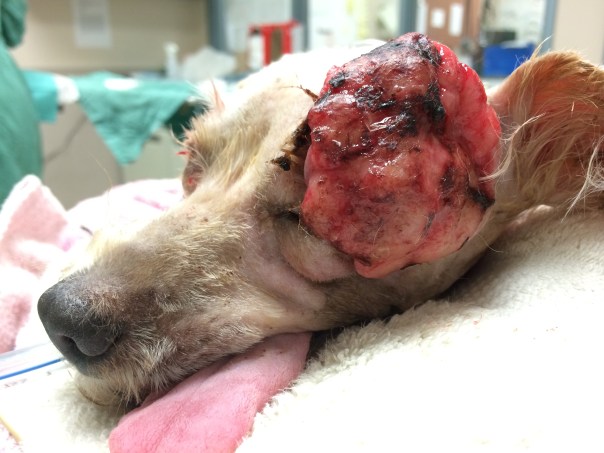 Dog with Eye Mass, Trichoblastoma - Before Surgery